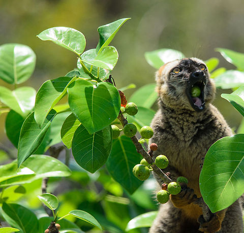 Chewing is for weaklings A male red-fronted lemur celebrates reaching a tree abundant in delicious fruit. Depending on your imagination, you may interpret the celebration in different ways. Eulemur rufifrons,Madagascar,Red-fronted lemur,Tsingy de Bemaraha National Park