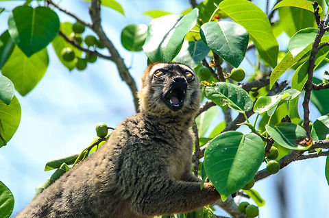 Today is a good day Red-fronted Lemurs in Tsingy lead a life of danger and pleasure. This one shows the pleasure of reaching a tree with fresh leaves and fruits. Eulemur rufifrons,Madagascar,Red-fronted lemur,Tsingy de Bemaraha National Park