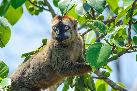 Red-fronted Lemur eating at Tsingy, Madagascar  Eulemur rufifrons,Madagascar,Red-fronted lemur,Tsingy de Bemaraha National Park