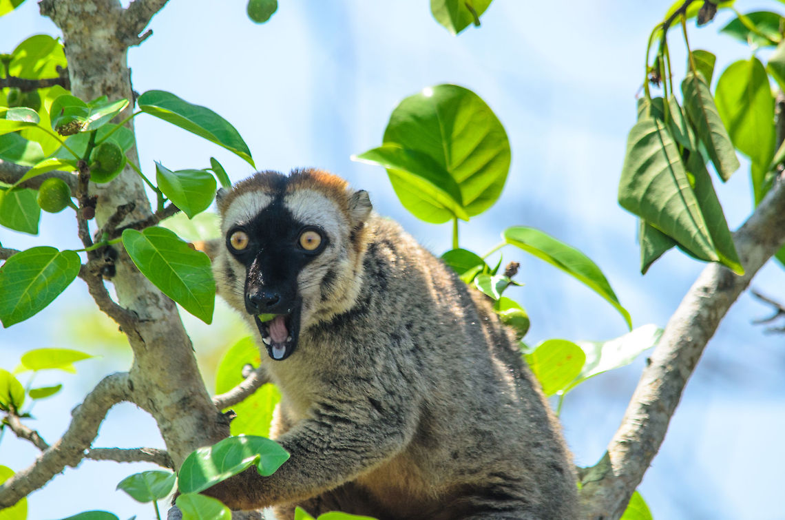 Tree Gladiator A male Red-fronted Lemur eats with haste, and without much fear of humans or the deathly limestone spikes that cover the Tsingy area. Eulemur rufifrons,Madagascar,Red-fronted lemur,Tsingy de Bemaraha National Park
