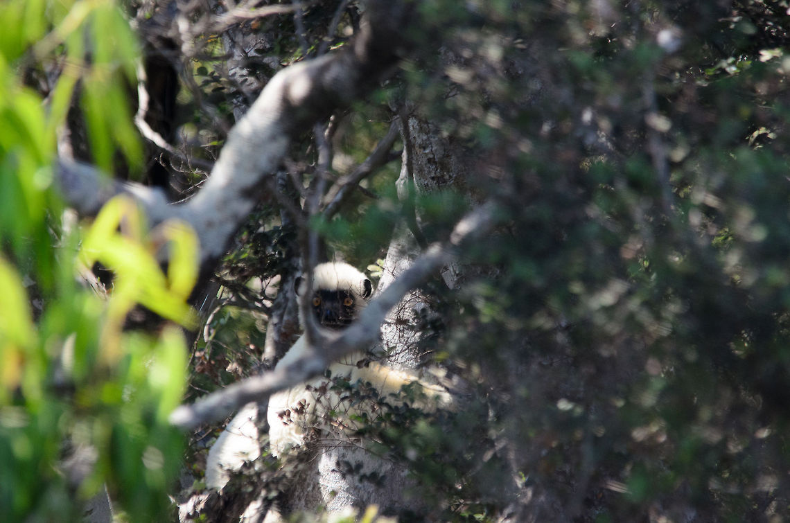 Silent observer As we were enjoying the great wildlife spectacle that is seeing Red-fronted lemurs walking the Tsingy limestone spikes, a silent spectator observes from a difference. This looks to be a young Von der Decken&#039;s Sifaka.  Madagascar,Propithecus deckenii,Tsingy de Bemaraha National Park,Von der Deckens sifaka