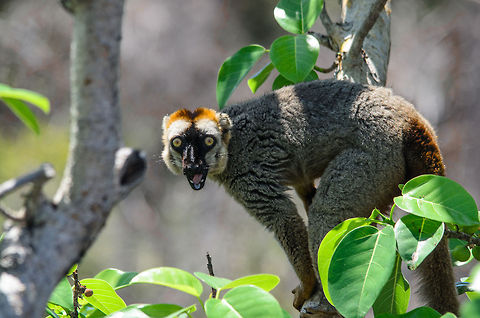 Fruits of labor A male red-fronted lemur had to manouver the dangerous limestone spikes of the Tsingy area in order to each his goal: the fruits and leaves of this tree. Eulemur rufifrons,Madagascar,Red-fronted lemur,Tsingy de Bemaraha National Park