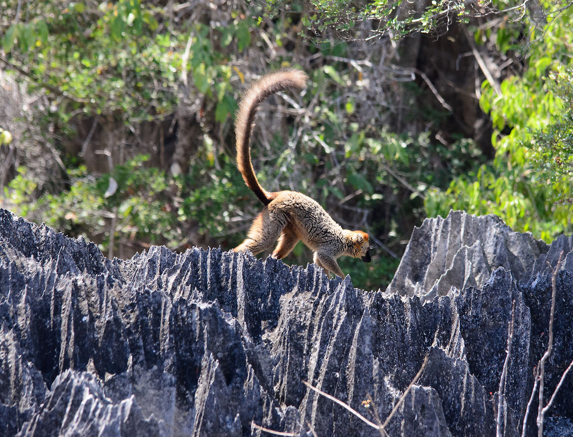 Male Red-fronted lemur dodging spikes in Tsingy The Tsingy area, known for its limestone spike formations, consists of two parts: the big Tsingy and the small Tsingy. Here we are at the top of the small Tsingy, taking a rest from the climb. Because of the baking sun, we only rested for one minute and packed up to go down again. Then, by luck we got a glimpse of an awesome scene: lemurs walking the Tsingy spikes. This is a classic scene you may know from the BBC documentary of Madagascar. Eulemur rufifrons,Madagascar,Red-fronted lemur,Tsingy de Bemaraha National Park