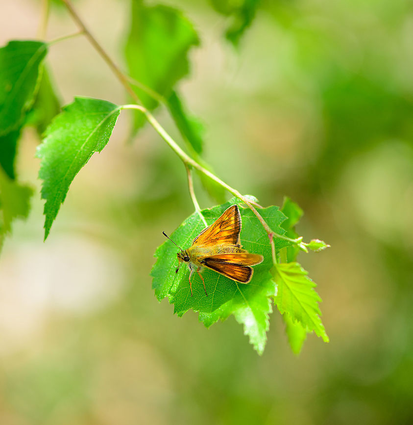 Large Skipper, Berghem, Netherlands One way to tell this species apart from other yellowish skippers in the Netherlands is the little hook at the end of antennae, somewhat visible here. Berghem,Europe,Geotagged,Large Skipper,Netherlands,Ochlodes sylvanus,Summer,World