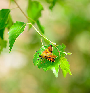 Large Skipper, Berghem, Netherlands One way to tell this species apart from other yellowish skippers in the Netherlands is the little hook at the end of antennae, somewhat visible here. Berghem,Europe,Geotagged,Large Skipper,Netherlands,Ochlodes sylvanus,Summer,World