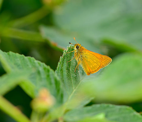 Large Skipper - side view, Berghem, Netherlands  Berghem,Europe,Geotagged,Large Skipper,Netherlands,Ochlodes sylvanus,Summer,World