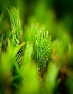 Juniper haircap moss, Berghem, Netherlands Close up of the leafs of a Juniper haircap moss, in its drought position. The brown tips are a characteristic of the species. Berghem,Europe,Geotagged,Juniper haircap moss,Netherlands,Polytrichum juniperinum,Summer,World