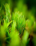 Juniper haircap moss, Berghem, Netherlands Close up of the leafs of a Juniper haircap moss, in its drought position. The brown tips are a characteristic of the species. Berghem,Europe,Geotagged,Juniper haircap moss,Netherlands,Polytrichum juniperinum,Summer,World