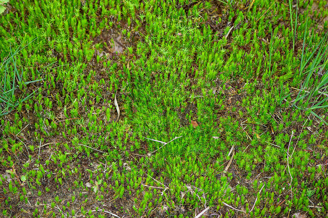 Juniper haircap moss - cluster, Berghem, Netherlands A cluster of Juniper haircap moss. Misleading to ID in this state of drought as usually they have their leafs spread, the moss more looking like a star pattern.<br />
<figure class="photo"><a href="https://www.jungledragon.com/image/100567/juniper_haircap_moss_berghem_netherlands.html" title="Juniper haircap moss, Berghem, Netherlands"><img src="https://s3.amazonaws.com/media.jungledragon.com/images/2/100567_thumb.jpg?AWSAccessKeyId=05GMT0V3GWVNE7GGM1R2&Expires=1759968010&Signature=4vTce6l852lGBmsKucncR0tBchM%3D" width="118" height="152" alt="Juniper haircap moss, Berghem, Netherlands Close up of the leafs of a Juniper haircap moss, in its drought position. The brown tips are a characteristic of the species. Berghem,Europe,Geotagged,Juniper haircap moss,Netherlands,Polytrichum juniperinum,Summer,World" /></a></figure> Berghem,Europe,Geotagged,Juniper haircap moss,Netherlands,Polytrichum juniperinum,Summer,World