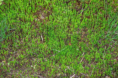 Juniper haircap moss - cluster, Berghem, Netherlands A cluster of Juniper haircap moss. Misleading to ID in this state of drought as usually they have their leafs spread, the moss more looking like a star pattern.
https://www.jungledragon.com/image/100567/juniper_haircap_moss_berghem_netherlands.html Berghem,Europe,Geotagged,Juniper haircap moss,Netherlands,Polytrichum juniperinum,Summer,World