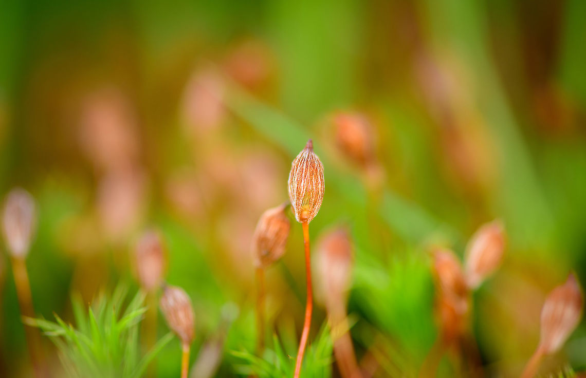Juniper haircap moss - Sporophyte, Berghem, Netherlands Note the hair-like texture on the cap, hence the name &quot;haircap&quot;.<br />
<figure class="photo"><a href="https://www.jungledragon.com/image/100570/juniper_haircap_moss_-_sporophytes_berghem_netherlands.html" title="Juniper haircap moss - Sporophytes, Berghem, Netherlands"><img src="https://s3.amazonaws.com/media.jungledragon.com/images/2/100570_thumb.jpg?AWSAccessKeyId=05GMT0V3GWVNE7GGM1R2&Expires=1759968010&Signature=4zoPcUtSnJyc3%2FMcJ%2FrSouvMxVY%3D" width="200" height="134" alt="Juniper haircap moss - Sporophytes, Berghem, Netherlands https://www.jungledragon.com/image/100569/juniper_haircap_moss_-_sporophyte_berghem_netherlands.html<br />
https://www.jungledragon.com/image/100568/juniper_haircap_moss_-_cluster_berghem_netherlands.html<br />
https://www.jungledragon.com/image/100567/juniper_haircap_moss_berghem_netherlands.html Berghem,Europe,Geotagged,Juniper haircap moss,Netherlands,Polytrichum juniperinum,Summer,World" /></a></figure><br />
<figure class="photo"><a href="https://www.jungledragon.com/image/100568/juniper_haircap_moss_-_cluster_berghem_netherlands.html" title="Juniper haircap moss - cluster, Berghem, Netherlands"><img src="https://s3.amazonaws.com/media.jungledragon.com/images/2/100568_thumb.jpg?AWSAccessKeyId=05GMT0V3GWVNE7GGM1R2&Expires=1759968010&Signature=yk2U0cKqaX6xiqJJi%2Fi9jjt%2B4JY%3D" width="200" height="134" alt="Juniper haircap moss - cluster, Berghem, Netherlands A cluster of Juniper haircap moss. Misleading to ID in this state of drought as usually they have their leafs spread, the moss more looking like a star pattern.<br />
https://www.jungledragon.com/image/100567/juniper_haircap_moss_berghem_netherlands.html Berghem,Europe,Geotagged,Juniper haircap moss,Netherlands,Polytrichum juniperinum,Summer,World" /></a></figure><br />
<figure class="photo"><a href="https://www.jungledragon.com/image/100567/juniper_haircap_moss_berghem_netherlands.html" title="Juniper haircap moss, Berghem, Netherlands"><img src="https://s3.amazonaws.com/media.jungledragon.com/images/2/100567_thumb.jpg?AWSAccessKeyId=05GMT0V3GWVNE7GGM1R2&Expires=1759968010&Signature=4vTce6l852lGBmsKucncR0tBchM%3D" width="118" height="152" alt="Juniper haircap moss, Berghem, Netherlands Close up of the leafs of a Juniper haircap moss, in its drought position. The brown tips are a characteristic of the species. Berghem,Europe,Geotagged,Juniper haircap moss,Netherlands,Polytrichum juniperinum,Summer,World" /></a></figure> Berghem,Europe,Geotagged,Juniper haircap moss,Netherlands,Polytrichum juniperinum,Summer,World
