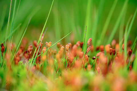 Juniper haircap moss - Sporophytes, Berghem, Netherlands https://www.jungledragon.com/image/100569/juniper_haircap_moss_-_sporophyte_berghem_netherlands.html
https://www.jungledragon.com/image/100568/juniper_haircap_moss_-_cluster_berghem_netherlands.html
https://www.jungledragon.com/image/100567/juniper_haircap_moss_berghem_netherlands.html Berghem,Europe,Geotagged,Juniper haircap moss,Netherlands,Polytrichum juniperinum,Summer,World