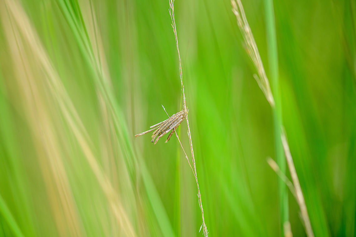 Common Bagworm Moth attached to grass, Berghem, Netherlands This bagworm larva picked an interesting location. Although they do attach themselves to anything, they are commonly found attached to bigger leaves. In this case, it was at the center of a cluster of very tall grass. I had to push aside a lot of it to get a clear view.<br />
<figure class="photo"><a href="https://www.jungledragon.com/image/100572/common_bagworm_moth_attached_to_grass_-_closeup_berghem_netherlands.html" title="Common Bagworm Moth attached to grass - closeup, Berghem, Netherlands"><img src="https://s3.amazonaws.com/media.jungledragon.com/images/2/100572_thumb.jpg?AWSAccessKeyId=05GMT0V3GWVNE7GGM1R2&Expires=1767225610&Signature=go%2B8YPmMNTvCVAFjYCO%2FFoUgVVk%3D" width="200" height="134" alt="Common Bagworm Moth attached to grass - closeup, Berghem, Netherlands This bagworm larva picked an interesting location. Although they do attach themselves to anything, they are commonly found attached to bigger leaves. In this case, it was at the center of a cluster of very tall grass. I had to push aside a lot of it to get a clear view.<br />
https://www.jungledragon.com/image/100571/common_bagworm_moth_attached_to_grass_berghem_netherlands.html Berghem,Common Bagworm Moth,Europe,Netherlands,Psyche casta,World" /></a></figure> Berghem,Common Bagworm Moth,Europe,Netherlands,Psyche casta,World