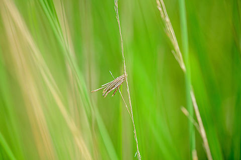 Common Bagworm Moth attached to grass, Berghem, Netherlands This bagworm larva picked an interesting location. Although they do attach themselves to anything, they are commonly found attached to bigger leaves. In this case, it was at the center of a cluster of very tall grass. I had to push aside a lot of it to get a clear view.
https://www.jungledragon.com/image/100572/common_bagworm_moth_attached_to_grass_-_closeup_berghem_netherlands.html Berghem,Common Bagworm Moth,Europe,Netherlands,Psyche casta,World