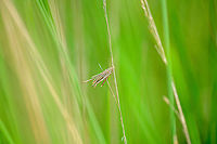 Common Bagworm Moth attached to grass, Berghem, Netherlands This bagworm larva picked an interesting location. Although they do attach themselves to anything, they are commonly found attached to bigger leaves. In this case, it was at the center of a cluster of very tall grass. I had to push aside a lot of it to get a clear view.<br />
https://www.jungledragon.com/image/100572/common_bagworm_moth_attached_to_grass_-_closeup_berghem_netherlands.html Berghem,Common Bagworm Moth,Europe,Netherlands,Psyche casta,World