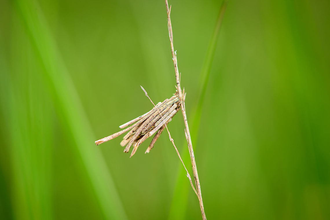 Common Bagworm Moth attached to grass - closeup, Berghem, Netherlands This bagworm larva picked an interesting location. Although they do attach themselves to anything, they are commonly found attached to bigger leaves. In this case, it was at the center of a cluster of very tall grass. I had to push aside a lot of it to get a clear view.<br />
<figure class="photo"><a href="https://www.jungledragon.com/image/100571/common_bagworm_moth_attached_to_grass_berghem_netherlands.html" title="Common Bagworm Moth attached to grass, Berghem, Netherlands"><img src="https://s3.amazonaws.com/media.jungledragon.com/images/2/100571_thumb.jpg?AWSAccessKeyId=05GMT0V3GWVNE7GGM1R2&Expires=1759968010&Signature=XLTX9KUnyzckZEz2YAjwOLnEeDw%3D" width="200" height="134" alt="Common Bagworm Moth attached to grass, Berghem, Netherlands This bagworm larva picked an interesting location. Although they do attach themselves to anything, they are commonly found attached to bigger leaves. In this case, it was at the center of a cluster of very tall grass. I had to push aside a lot of it to get a clear view.<br />
https://www.jungledragon.com/image/100572/common_bagworm_moth_attached_to_grass_-_closeup_berghem_netherlands.html Berghem,Common Bagworm Moth,Europe,Netherlands,Psyche casta,World" /></a></figure> Berghem,Common Bagworm Moth,Europe,Netherlands,Psyche casta,World