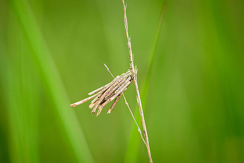 Common Bagworm Moth attached to grass - closeup, Berghem, Netherlands This bagworm larva picked an interesting location. Although they do attach themselves to anything, they are commonly found attached to bigger leaves. In this case, it was at the center of a cluster of very tall grass. I had to push aside a lot of it to get a clear view.
https://www.jungledragon.com/image/100571/common_bagworm_moth_attached_to_grass_berghem_netherlands.html Berghem,Common Bagworm Moth,Europe,Netherlands,Psyche casta,World