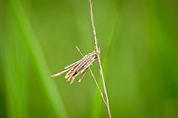 Common Bagworm Moth attached to grass - closeup, Berghem, Netherlands This bagworm larva picked an interesting location. Although they do attach themselves to anything, they are commonly found attached to bigger leaves. In this case, it was at the center of a cluster of very tall grass. I had to push aside a lot of it to get a clear view.<br />
https://www.jungledragon.com/image/100571/common_bagworm_moth_attached_to_grass_berghem_netherlands.html Berghem,Common Bagworm Moth,Europe,Netherlands,Psyche casta,World
