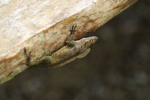 Ceiling Lizard Small lizard in Costa Rica showing how to stick to the ceiling of an old table. Costa Rica,Lizard,Reptiles,Squamata