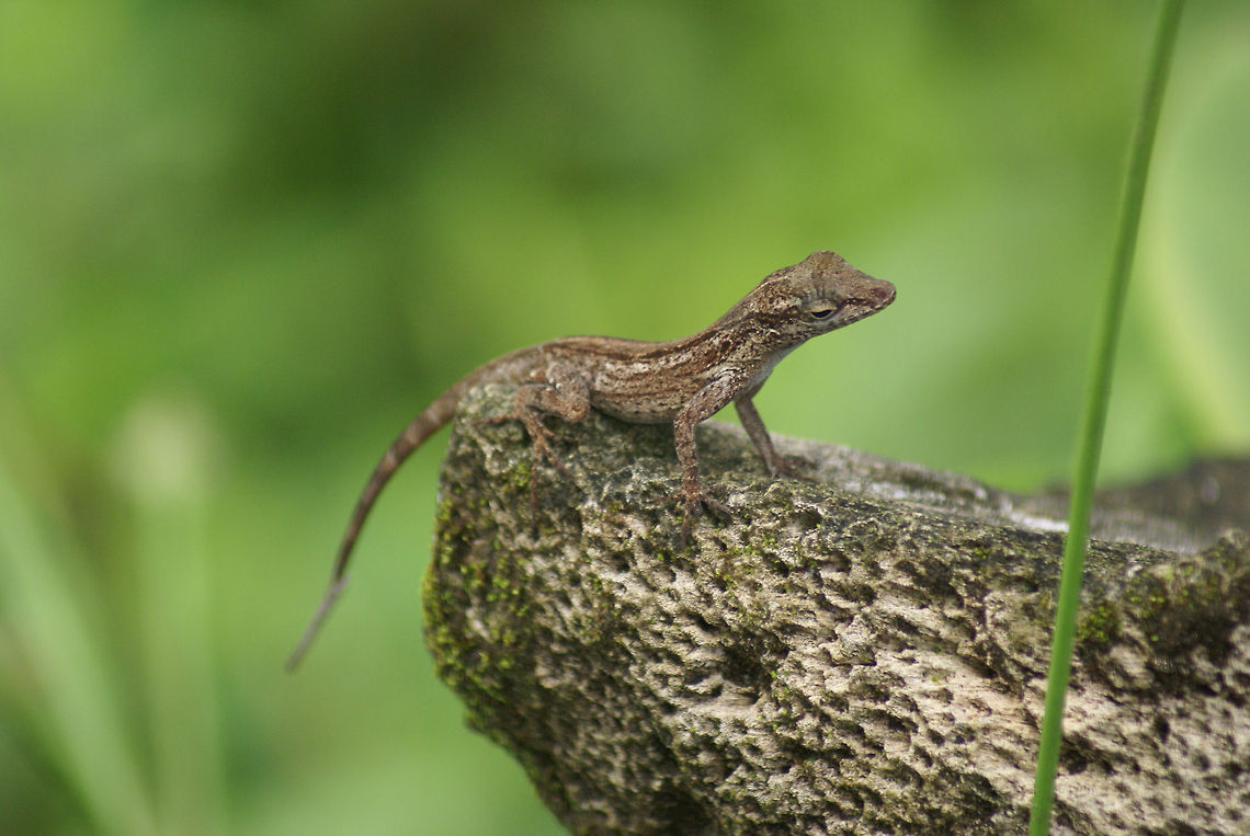 Baby Lizard A very small, yet friendly looking lizard sits on a rock as it curiously looks around. Costa Rica,Lizard,Reptiles