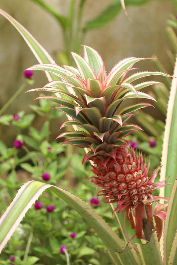 Pink Pineapple A strangely pink small pineapple like fruit growing in the wild of Costa Rica. Ananas bracteatus,Costa Rica,Fruit,Pineapple
