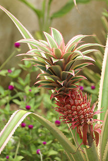 Ananas bracteatus