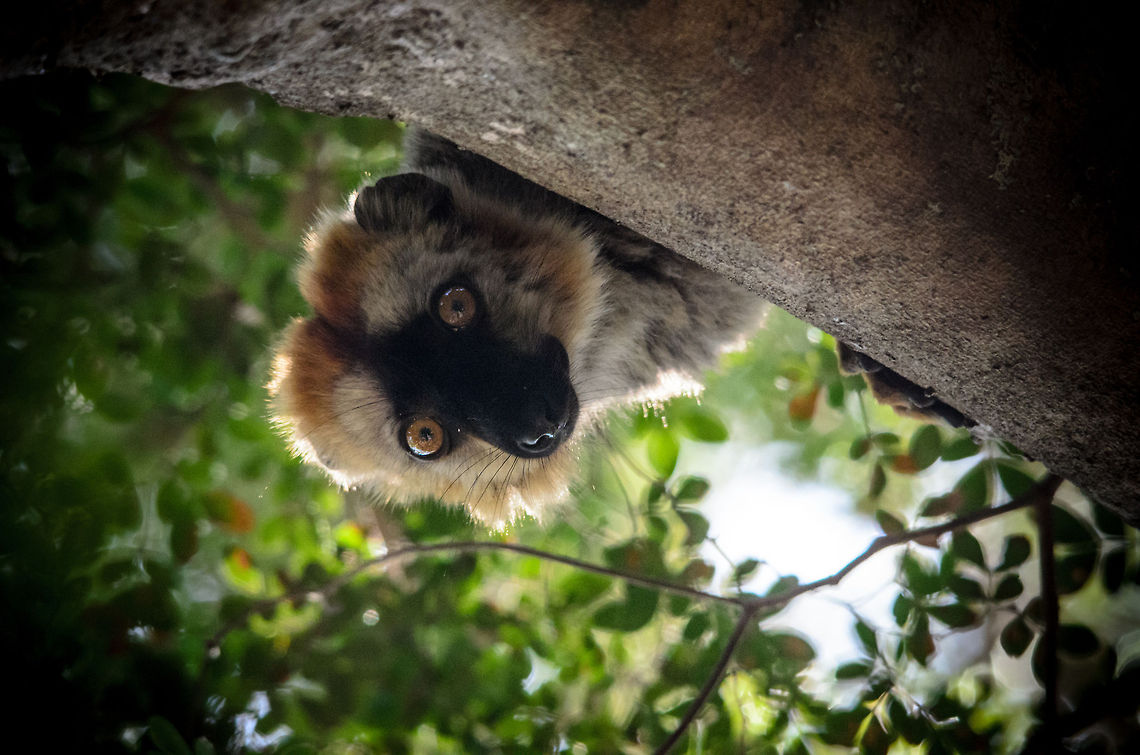 Species connection This is a moment I will never forget. Slowly and cautiously I was approaching a couple of Red-fronted lemurs hanging out in a tree, them being fully aware of my presence. When I was directly beneath the tree this male stuck his head out and we stared at each other for a minute or so, both equally curious about the strange creature in sight. As I then moved on to take a few shots, this red-fronted lemur kept twisting his head, similar to how dogs behave when you talk to them but have no idea what you're saying. <br />
<br />
I guess you just had to be there :) Eulemur rufifrons,Madagascar,Red-fronted lemur,Tsingy de Bemaraha National Park