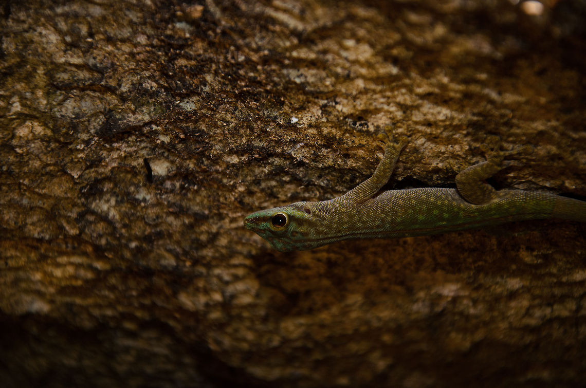 Madagascar day gecko in Tsingy It's hard to take breaks in Madagascar, because even on your break, sitting for a few minutes after hefty climbing, you'll spot new wildlife whilst you are breaking. This Madagascar day gecko was hiding beneath an overhanging limestone formation. Geckos,Geotagged,Madagascar,Madagascar day gecko,Phelsuma abbotti chekei,Phelsuma madagascariensis madagascariensis,Tsingy de Bemaraha National Park