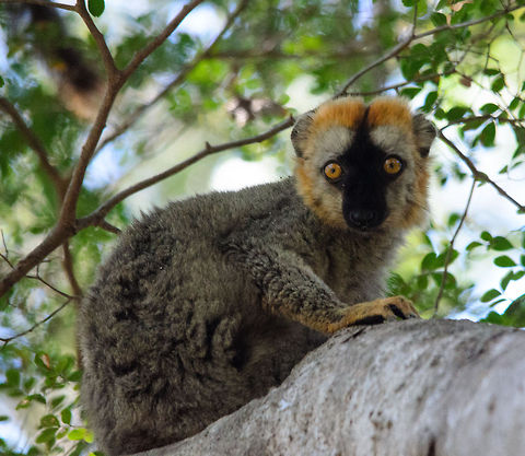 Male red-fronted Lemur closeup  Eulemur rufifrons,Madagascar,Red-fronted lemur,Tsingy de Bemaraha National Park