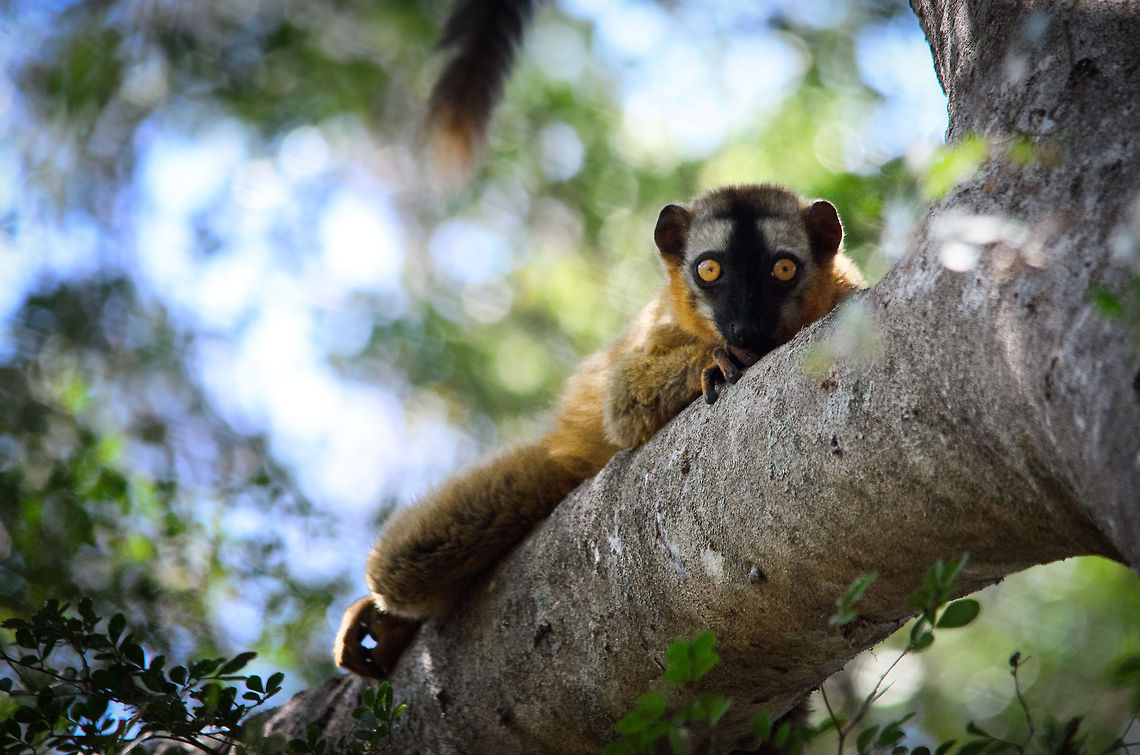 Curious red-fronted Lemur A very curious red-fronted lemur stares at us during our recovery of climbing the Tsingy limestones. Eulemur rufifrons,Madagascar,Red-fronted lemur,Tsingy de Bemaraha National Park