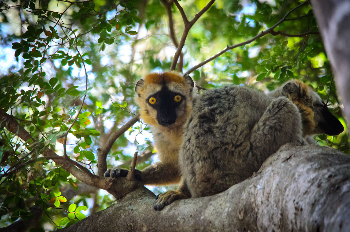 Red-fronted lemur couple having a siesta in Tsingy Madagascar After the adventurous feeding activities in the Tsingy area, which includes mastering sharp limestone spikes, this Red-fronted lemur couple decided to have a siesta. As you can see, they aren&#039;t very afraid of humans, simply curious. Eulemur rufifrons,Madagascar,Red-fronted lemur,Tsingy de Bemaraha National Park