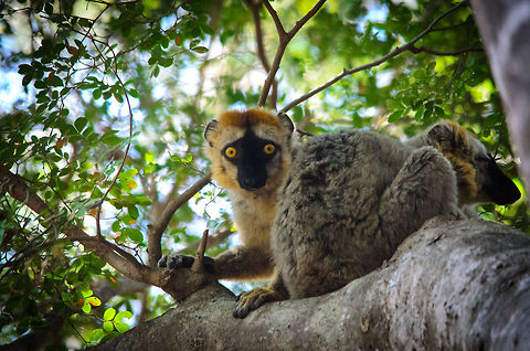 Red-fronted lemur couple having a siesta in Tsingy Madagascar After the adventurous feeding activities in the Tsingy area, which includes mastering sharp limestone spikes, this Red-fronted lemur couple decided to have a siesta. As you can see, they aren't very afraid of humans, simply curious. Eulemur rufifrons,Madagascar,Red-fronted lemur,Tsingy de Bemaraha National Park