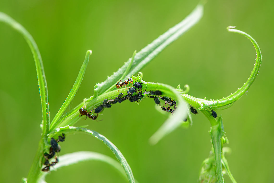 Black garden ants milking aphids - 2, Berghem, Netherlands Here we seen one ant drumming on the abdomen of the aphid, the agreed signal to communicate it wants more sugary stuff. <br />
<figure class="photo"><a href="https://www.jungledragon.com/image/100882/black_garden_ants_milking_aphids_berghem_netherlands.html" title="Black garden ants milking aphids, Berghem, Netherlands"><img src="https://s3.amazonaws.com/media.jungledragon.com/images/2/100882_thumb.jpg?AWSAccessKeyId=05GMT0V3GWVNE7GGM1R2&Expires=1770854410&Signature=d2k06YyqmhyDFibHOACFHuJKqps%3D" width="110" height="152" alt="Black garden ants milking aphids, Berghem, Netherlands The classic example of a symbiotic relationship: ants milking aphids. The ants require the honeydew whilst the aphids have evolved to become defenseless without ant protection.<br />
https://www.jungledragon.com/image/100881/black_garden_ants_milking_aphids_-_2_berghem_netherlands.html Berghem,Black garden ant,Europe,Lasius niger,Netherlands,World" /></a></figure> Berghem,Europe,Geotagged,Netherlands,Summer,World