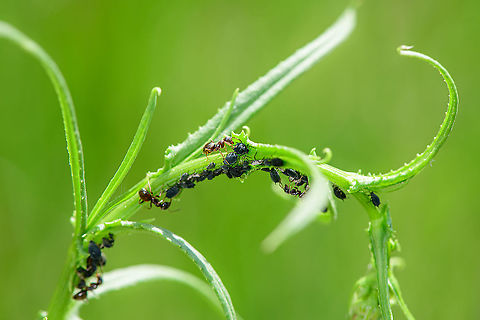 Black garden ants milking aphids - 2, Berghem, Netherlands Here we seen one ant drumming on the abdomen of the aphid, the agreed signal to communicate it wants more sugary stuff. 
https://www.jungledragon.com/image/100882/black_garden_ants_milking_aphids_berghem_netherlands.html Berghem,Europe,Geotagged,Netherlands,Summer,World