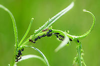 Black garden ants milking aphids - 2, Berghem, Netherlands Here we seen one ant drumming on the abdomen of the aphid, the agreed signal to communicate it wants more sugary stuff. <br />
https://www.jungledragon.com/image/100882/black_garden_ants_milking_aphids_berghem_netherlands.html Berghem,Europe,Geotagged,Netherlands,Summer,World