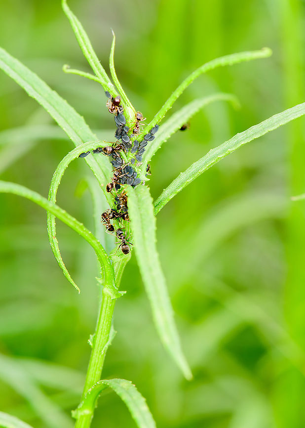 Black garden ants milking aphids, Berghem, Netherlands The classic example of a symbiotic relationship: ants milking aphids. The ants require the honeydew whilst the aphids have evolved to become defenseless without ant protection.<br />
<figure class="photo"><a href="https://www.jungledragon.com/image/100881/black_garden_ants_milking_aphids_-_2_berghem_netherlands.html" title="Black garden ants milking aphids - 2, Berghem, Netherlands"><img src="https://s3.amazonaws.com/media.jungledragon.com/images/2/100881_thumb.jpg?AWSAccessKeyId=05GMT0V3GWVNE7GGM1R2&Expires=1770854410&Signature=QoPKX6yuou5UaQ%2BXzWkU0jn2cX8%3D" width="200" height="134" alt="Black garden ants milking aphids - 2, Berghem, Netherlands Here we seen one ant drumming on the abdomen of the aphid, the agreed signal to communicate it wants more sugary stuff. <br />
https://www.jungledragon.com/image/100882/black_garden_ants_milking_aphids_berghem_netherlands.html Berghem,Europe,Geotagged,Netherlands,Summer,World" /></a></figure> Berghem,Black garden ant,Europe,Lasius niger,Netherlands,World