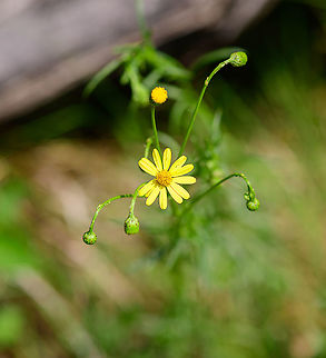 Tansy ragwort, Berghem, Netherlands subsp. vulgaris.
https://www.jungledragon.com/image/100899/tansy_ragwort_-_side_view_berghem_netherlands.html Berghem,Europe,Geotagged,Jacobaea vulgaris,Netherlands,Summer,Tansy ragwort,World