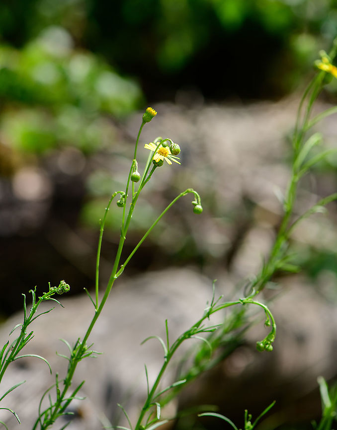 Tansy ragwort - side view, Berghem, Netherlands Almost without leafs it seems, I think its stripped bare by caterpillars.<br />
<figure class="photo"><a href="https://www.jungledragon.com/image/100898/tansy_ragwort_berghem_netherlands.html" title="Tansy ragwort, Berghem, Netherlands"><img src="https://s3.amazonaws.com/media.jungledragon.com/images/2/100898_thumb.jpg?AWSAccessKeyId=05GMT0V3GWVNE7GGM1R2&Expires=1759968010&Signature=3%2BObqcn8E8IeuFK9tMbqUxgHJYE%3D" width="140" height="152" alt="Tansy ragwort, Berghem, Netherlands subsp. vulgaris.<br />
https://www.jungledragon.com/image/100899/tansy_ragwort_-_side_view_berghem_netherlands.html Berghem,Europe,Geotagged,Jacobaea vulgaris,Netherlands,Summer,Tansy ragwort,World" /></a></figure><br />
subsp. vulgaris. Berghem,Europe,Geotagged,Jacobaea vulgaris,Netherlands,Summer,Tansy ragwort,World