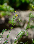 Tansy ragwort - side view, Berghem, Netherlands Almost without leafs it seems, I think its stripped bare by caterpillars.<br />
https://www.jungledragon.com/image/100898/tansy_ragwort_berghem_netherlands.html<br />
subsp. vulgaris. Berghem,Europe,Geotagged,Jacobaea vulgaris,Netherlands,Summer,Tansy ragwort,World