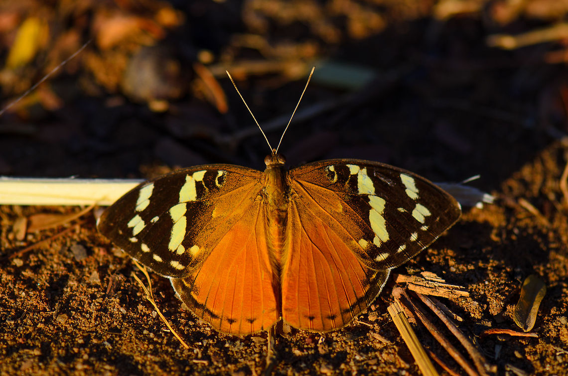 Aterica rabena in Madagascar In Madagascar I couldn't sit still, so often I went on a small macro tour around the accomodation after the day walks in search of flowers and insects. The locals frown upon it, and keep asking "chameleon"? <br />
<br />
Except for one kid, who had a better sense of what I was after and helped me track this butterfly once I lost it. By the looks of it, it is an orange lacewing, although according to Wikipedia it is not known to appear in Madagascar. I could be wrong in this. Aterica rabena,Madagascar,Tsingy de Bemaraha National Park