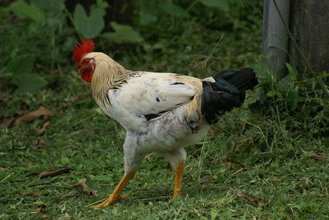 Mega Rooster I wouldn&#039;t normally post a photo of such a common animal, yet this rooster in Costa Rica was at least twice the size of a rooster I know of, and features enormously strong legs.  Chicken,Costa Rica,Domestic Chicken,Gallus gallus,Gallus gallus var. domesticus,Rooster