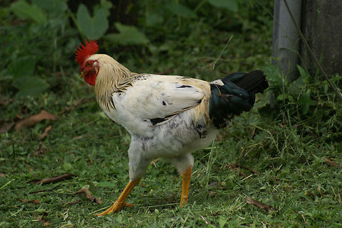 Mega Rooster I wouldn't normally post a photo of such a common animal, yet this rooster in Costa Rica was at least twice the size of a rooster I know of, and features enormously strong legs.  Chicken,Costa Rica,Domestic Chicken,Gallus gallus,Gallus gallus var. domesticus,Rooster