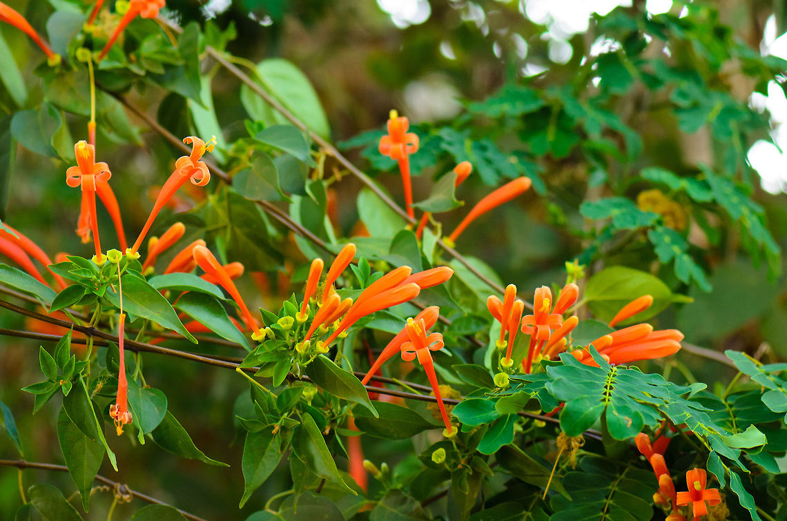 Flame Vine in Tsingy, Madagascar  Madagascar,Pyrostegia venusta,Tsingy de Bemaraha National Park
