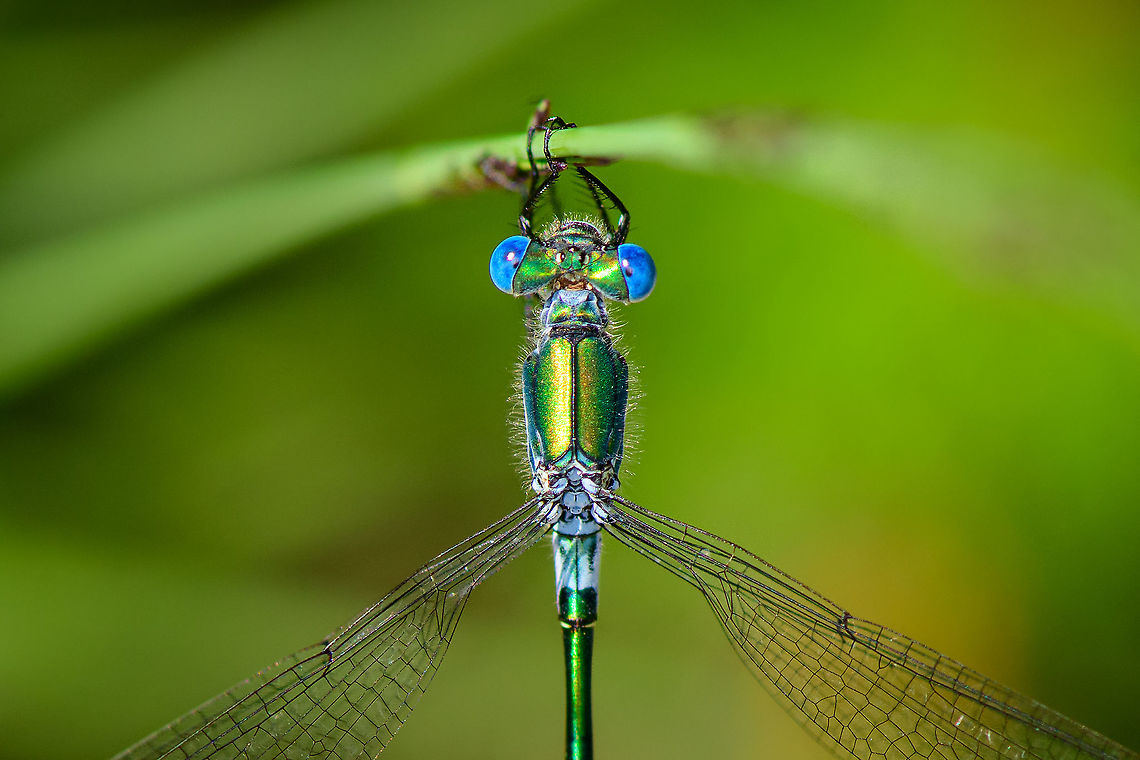 Lestes sponsa - top view closeup, Berghem, Netherlands Some more shots of this shiny species. Similar to my previous series yet a different individual, slightly different coloration. <br />
<figure class="photo"><a href="https://www.jungledragon.com/image/100915/lestes_sponsa_-_side_view_berghem_netherlands.html" title="Lestes sponsa - side view, Berghem, Netherlands"><img src="https://s3.amazonaws.com/media.jungledragon.com/images/2/100915_thumb.jpg?AWSAccessKeyId=05GMT0V3GWVNE7GGM1R2&Expires=1770854410&Signature=HstdtGHutfts1SNeIC5MwhTVrPg%3D" width="200" height="134" alt="Lestes sponsa - side view, Berghem, Netherlands Some more shots of this shiny species. Similar to my previous series yet a different individual, slightly different coloration. <br />
https://www.jungledragon.com/image/100916/lestes_sponsa_-_side_view_closeup_berghem_netherlands.html<br />
https://www.jungledragon.com/image/100917/lestes_sponsa_-_top_view_berghem_netherlands.html<br />
https://www.jungledragon.com/image/100914/lestes_sponsa_-_top_view_closeup_berghem_netherlands.html Berghem,Emerald damselfly,Europe,Geotagged,Lestes sponsa,Netherlands,Summer,World" /></a></figure><br />
<figure class="photo"><a href="https://www.jungledragon.com/image/100916/lestes_sponsa_-_side_view_closeup_berghem_netherlands.html" title="Lestes sponsa - side view closeup, Berghem, Netherlands"><img src="https://s3.amazonaws.com/media.jungledragon.com/images/2/100916_thumb.jpg?AWSAccessKeyId=05GMT0V3GWVNE7GGM1R2&Expires=1770854410&Signature=kx3jwQdR6WKY%2BmIf2AzWcdyz87k%3D" width="200" height="134" alt="Lestes sponsa - side view closeup, Berghem, Netherlands Some more shots of this shiny species. Similar to my previous series yet a different individual, slightly different coloration. <br />
https://www.jungledragon.com/image/100915/lestes_sponsa_-_side_view_berghem_netherlands.html<br />
https://www.jungledragon.com/image/100917/lestes_sponsa_-_top_view_berghem_netherlands.html<br />
https://www.jungledragon.com/image/100914/lestes_sponsa_-_top_view_closeup_berghem_netherlands.html Berghem,Emerald damselfly,Europe,Geotagged,Lestes sponsa,Netherlands,Summer,World" /></a></figure><br />
<figure class="photo"><a href="https://www.jungledragon.com/image/100917/lestes_sponsa_-_top_view_berghem_netherlands.html" title="Lestes sponsa - top view, Berghem, Netherlands"><img src="https://s3.amazonaws.com/media.jungledragon.com/images/2/100917_thumb.jpg?AWSAccessKeyId=05GMT0V3GWVNE7GGM1R2&Expires=1770854410&Signature=ijW1F9W0HRK76KZnL5dpeO2q0wk%3D" width="118" height="152" alt="Lestes sponsa - top view, Berghem, Netherlands Some more shots of this shiny species. Similar to my previous series yet a different individual, slightly different coloration. <br />
https://www.jungledragon.com/image/100915/lestes_sponsa_-_side_view_berghem_netherlands.html<br />
https://www.jungledragon.com/image/100916/lestes_sponsa_-_side_view_closeup_berghem_netherlands.html<br />
https://www.jungledragon.com/image/100914/lestes_sponsa_-_top_view_closeup_berghem_netherlands.html Berghem,Emerald damselfly,Europe,Geotagged,Lestes sponsa,Netherlands,Summer,World" /></a></figure> Berghem,Emerald damselfly,Europe,Geotagged,Lestes sponsa,Netherlands,Summer,World