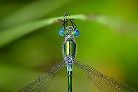 Lestes sponsa - top view closeup, Berghem, Netherlands Some more shots of this shiny species. Similar to my previous series yet a different individual, slightly different coloration. <br />
https://www.jungledragon.com/image/100915/lestes_sponsa_-_side_view_berghem_netherlands.html<br />
https://www.jungledragon.com/image/100916/lestes_sponsa_-_side_view_closeup_berghem_netherlands.html<br />
https://www.jungledragon.com/image/100917/lestes_sponsa_-_top_view_berghem_netherlands.html Berghem,Emerald damselfly,Europe,Geotagged,Lestes sponsa,Netherlands,Summer,World