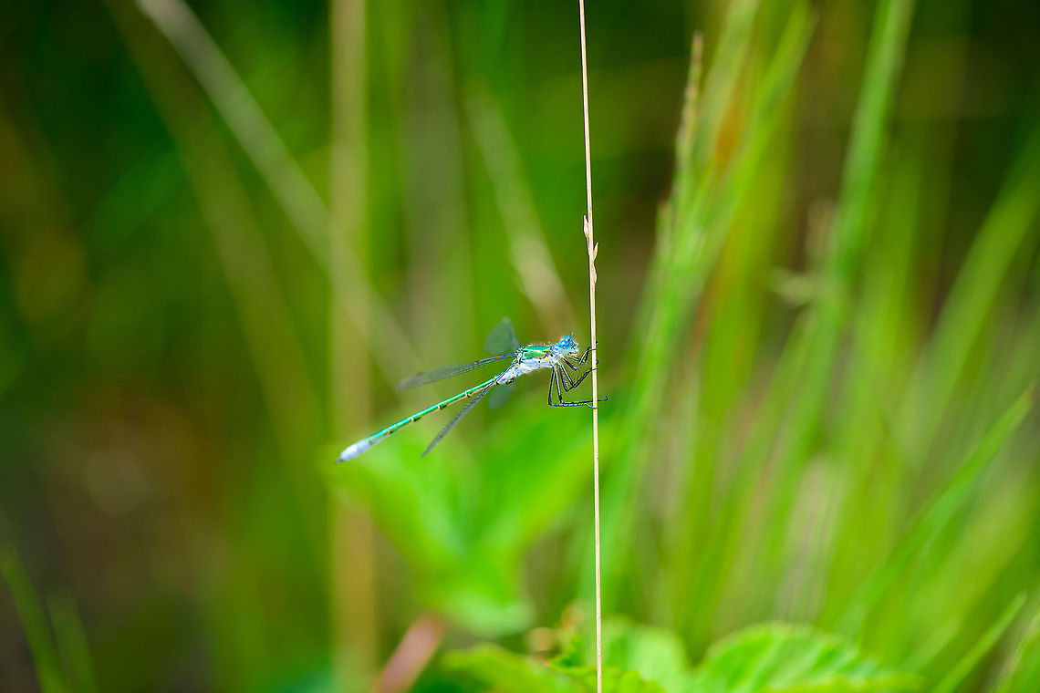 Lestes sponsa - side view, Berghem, Netherlands Some more shots of this shiny species. Similar to my previous series yet a different individual, slightly different coloration. <br />
<figure class="photo"><a href="https://www.jungledragon.com/image/100916/lestes_sponsa_-_side_view_closeup_berghem_netherlands.html" title="Lestes sponsa - side view closeup, Berghem, Netherlands"><img src="https://s3.amazonaws.com/media.jungledragon.com/images/2/100916_thumb.jpg?AWSAccessKeyId=05GMT0V3GWVNE7GGM1R2&Expires=1770854410&Signature=kx3jwQdR6WKY%2BmIf2AzWcdyz87k%3D" width="200" height="134" alt="Lestes sponsa - side view closeup, Berghem, Netherlands Some more shots of this shiny species. Similar to my previous series yet a different individual, slightly different coloration. <br />
https://www.jungledragon.com/image/100915/lestes_sponsa_-_side_view_berghem_netherlands.html<br />
https://www.jungledragon.com/image/100917/lestes_sponsa_-_top_view_berghem_netherlands.html<br />
https://www.jungledragon.com/image/100914/lestes_sponsa_-_top_view_closeup_berghem_netherlands.html Berghem,Emerald damselfly,Europe,Geotagged,Lestes sponsa,Netherlands,Summer,World" /></a></figure><br />
<figure class="photo"><a href="https://www.jungledragon.com/image/100917/lestes_sponsa_-_top_view_berghem_netherlands.html" title="Lestes sponsa - top view, Berghem, Netherlands"><img src="https://s3.amazonaws.com/media.jungledragon.com/images/2/100917_thumb.jpg?AWSAccessKeyId=05GMT0V3GWVNE7GGM1R2&Expires=1770854410&Signature=ijW1F9W0HRK76KZnL5dpeO2q0wk%3D" width="118" height="152" alt="Lestes sponsa - top view, Berghem, Netherlands Some more shots of this shiny species. Similar to my previous series yet a different individual, slightly different coloration. <br />
https://www.jungledragon.com/image/100915/lestes_sponsa_-_side_view_berghem_netherlands.html<br />
https://www.jungledragon.com/image/100916/lestes_sponsa_-_side_view_closeup_berghem_netherlands.html<br />
https://www.jungledragon.com/image/100914/lestes_sponsa_-_top_view_closeup_berghem_netherlands.html Berghem,Emerald damselfly,Europe,Geotagged,Lestes sponsa,Netherlands,Summer,World" /></a></figure><br />
<figure class="photo"><a href="https://www.jungledragon.com/image/100914/lestes_sponsa_-_top_view_closeup_berghem_netherlands.html" title="Lestes sponsa - top view closeup, Berghem, Netherlands"><img src="https://s3.amazonaws.com/media.jungledragon.com/images/2/100914_thumb.jpg?AWSAccessKeyId=05GMT0V3GWVNE7GGM1R2&Expires=1770854410&Signature=dxxLWnZwdWAOF2mDJaKBEuKlTxQ%3D" width="200" height="134" alt="Lestes sponsa - top view closeup, Berghem, Netherlands Some more shots of this shiny species. Similar to my previous series yet a different individual, slightly different coloration. <br />
https://www.jungledragon.com/image/100915/lestes_sponsa_-_side_view_berghem_netherlands.html<br />
https://www.jungledragon.com/image/100916/lestes_sponsa_-_side_view_closeup_berghem_netherlands.html<br />
https://www.jungledragon.com/image/100917/lestes_sponsa_-_top_view_berghem_netherlands.html Berghem,Emerald damselfly,Europe,Geotagged,Lestes sponsa,Netherlands,Summer,World" /></a></figure> Berghem,Emerald damselfly,Europe,Geotagged,Lestes sponsa,Netherlands,Summer,World
