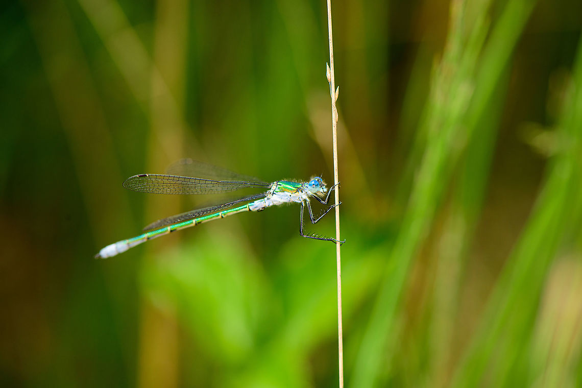 Lestes sponsa - side view closeup, Berghem, Netherlands Some more shots of this shiny species. Similar to my previous series yet a different individual, slightly different coloration. <br />
<figure class="photo"><a href="https://www.jungledragon.com/image/100915/lestes_sponsa_-_side_view_berghem_netherlands.html" title="Lestes sponsa - side view, Berghem, Netherlands"><img src="https://s3.amazonaws.com/media.jungledragon.com/images/2/100915_thumb.jpg?AWSAccessKeyId=05GMT0V3GWVNE7GGM1R2&Expires=1770854410&Signature=HstdtGHutfts1SNeIC5MwhTVrPg%3D" width="200" height="134" alt="Lestes sponsa - side view, Berghem, Netherlands Some more shots of this shiny species. Similar to my previous series yet a different individual, slightly different coloration. <br />
https://www.jungledragon.com/image/100916/lestes_sponsa_-_side_view_closeup_berghem_netherlands.html<br />
https://www.jungledragon.com/image/100917/lestes_sponsa_-_top_view_berghem_netherlands.html<br />
https://www.jungledragon.com/image/100914/lestes_sponsa_-_top_view_closeup_berghem_netherlands.html Berghem,Emerald damselfly,Europe,Geotagged,Lestes sponsa,Netherlands,Summer,World" /></a></figure><br />
<figure class="photo"><a href="https://www.jungledragon.com/image/100917/lestes_sponsa_-_top_view_berghem_netherlands.html" title="Lestes sponsa - top view, Berghem, Netherlands"><img src="https://s3.amazonaws.com/media.jungledragon.com/images/2/100917_thumb.jpg?AWSAccessKeyId=05GMT0V3GWVNE7GGM1R2&Expires=1770854410&Signature=ijW1F9W0HRK76KZnL5dpeO2q0wk%3D" width="118" height="152" alt="Lestes sponsa - top view, Berghem, Netherlands Some more shots of this shiny species. Similar to my previous series yet a different individual, slightly different coloration. <br />
https://www.jungledragon.com/image/100915/lestes_sponsa_-_side_view_berghem_netherlands.html<br />
https://www.jungledragon.com/image/100916/lestes_sponsa_-_side_view_closeup_berghem_netherlands.html<br />
https://www.jungledragon.com/image/100914/lestes_sponsa_-_top_view_closeup_berghem_netherlands.html Berghem,Emerald damselfly,Europe,Geotagged,Lestes sponsa,Netherlands,Summer,World" /></a></figure><br />
<figure class="photo"><a href="https://www.jungledragon.com/image/100914/lestes_sponsa_-_top_view_closeup_berghem_netherlands.html" title="Lestes sponsa - top view closeup, Berghem, Netherlands"><img src="https://s3.amazonaws.com/media.jungledragon.com/images/2/100914_thumb.jpg?AWSAccessKeyId=05GMT0V3GWVNE7GGM1R2&Expires=1770854410&Signature=dxxLWnZwdWAOF2mDJaKBEuKlTxQ%3D" width="200" height="134" alt="Lestes sponsa - top view closeup, Berghem, Netherlands Some more shots of this shiny species. Similar to my previous series yet a different individual, slightly different coloration. <br />
https://www.jungledragon.com/image/100915/lestes_sponsa_-_side_view_berghem_netherlands.html<br />
https://www.jungledragon.com/image/100916/lestes_sponsa_-_side_view_closeup_berghem_netherlands.html<br />
https://www.jungledragon.com/image/100917/lestes_sponsa_-_top_view_berghem_netherlands.html Berghem,Emerald damselfly,Europe,Geotagged,Lestes sponsa,Netherlands,Summer,World" /></a></figure> Berghem,Emerald damselfly,Europe,Geotagged,Lestes sponsa,Netherlands,Summer,World
