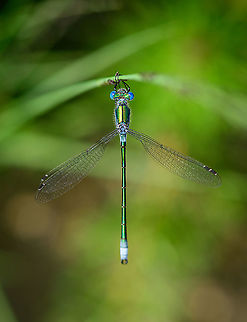 Lestes sponsa - top view, Berghem, Netherlands Some more shots of this shiny species. Similar to my previous series yet a different individual, slightly different coloration. 
https://www.jungledragon.com/image/100915/lestes_sponsa_-_side_view_berghem_netherlands.html
https://www.jungledragon.com/image/100916/lestes_sponsa_-_side_view_closeup_berghem_netherlands.html
https://www.jungledragon.com/image/100914/lestes_sponsa_-_top_view_closeup_berghem_netherlands.html Berghem,Emerald damselfly,Europe,Geotagged,Lestes sponsa,Netherlands,Summer,World