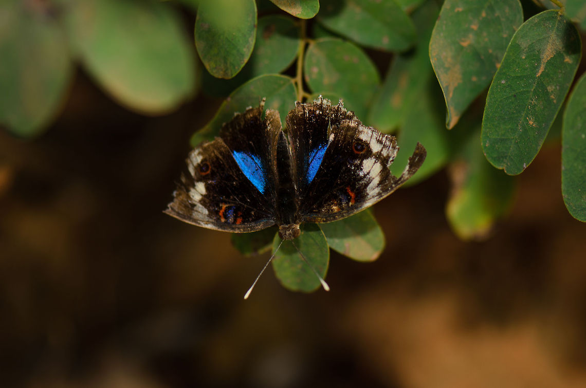 Madagascar Blue Pansy  Junonia oenone,Madagascar,Tsingy de Bemaraha National Park