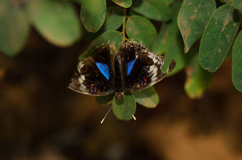 Madagascar Blue Pansy  Junonia oenone,Madagascar,Tsingy de Bemaraha National Park
